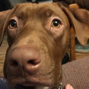 Meet your Posher, Rachel